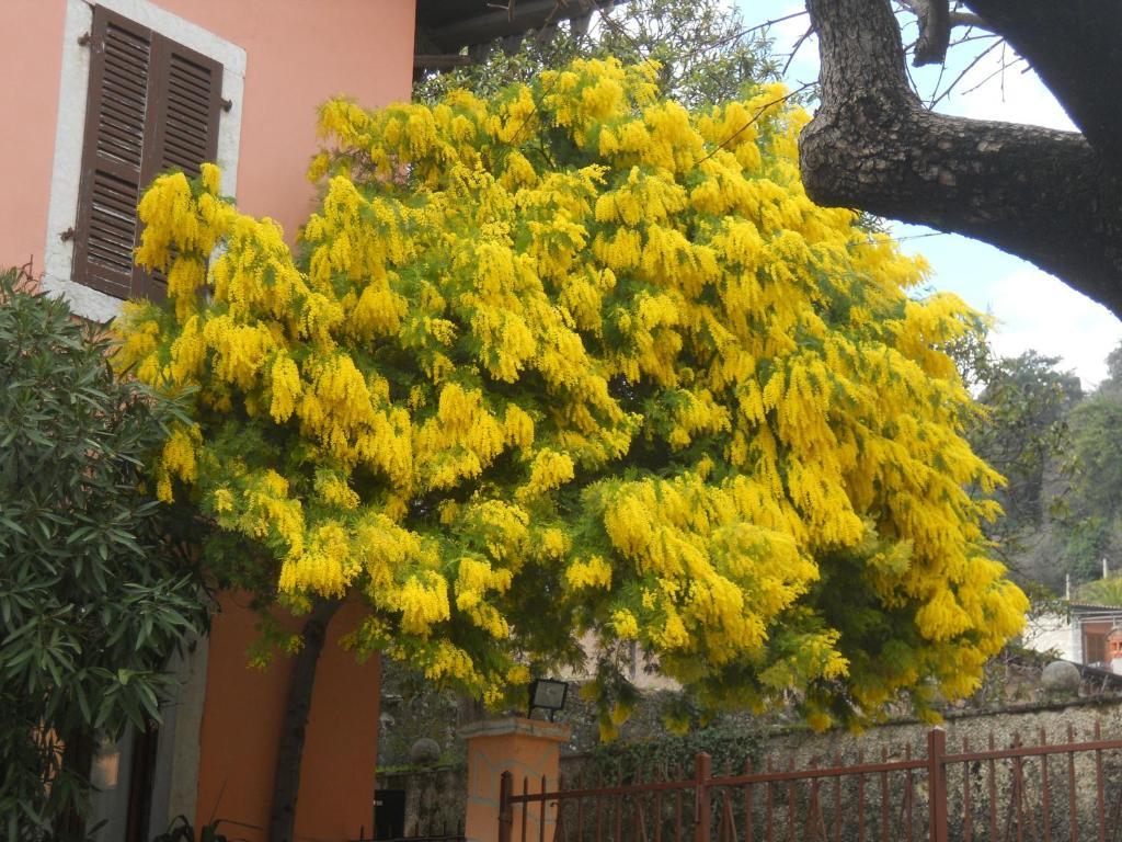 Albergo Giardino 토스콜라노마데노 외부 사진